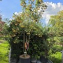 Sorbus 'Joseph Rock' - 3