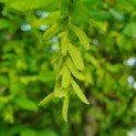 Carpinus betulus - Afbeelding 5