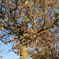 Carpinus betulus - 1