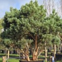 Pinus sylvestris 'Watereri' - 1