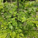 Fagus sylvatica 'Striata' - 1