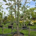 Cornus 'Stellar Pink' - Foto 2