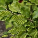 Fagus sylvatica 'Striata' - 3