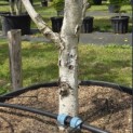 Betula utilis 'Doorenbos' - 6