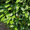 Prunus laur. Rotundifolia - Foto 1