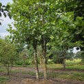 Platanus x Hispanica - Foto 1