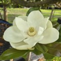 Magnolia grandiflora 'Galissonnière' - 1
