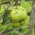 Malus domestica 'Jonagold' - 1