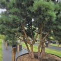 Pinus sylvestris 'Watereri' - 2
