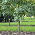 Liquidambar styraciflua - 1