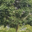 Gleditsia triacanthos ‘Elegantissima’ - 4