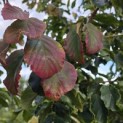 Parrotia persica - Foto 3