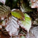 Fagus sylvatica 'Atropunicea' - impressie kleurnuances rode of bruine beuk