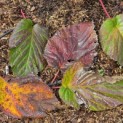 Davidia involucrata 'Sonoma' - 1