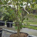 Hamamelis mollis 'Westerstede' - Foto 3
