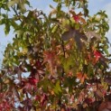 Liquidambar styraciflua - 1