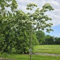 Cornus kousa 'Venus' - 3