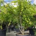 Acer shirasawanum 'Jordan' - Foto 1