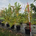 Tilia cordata 'Winter Orange' - Foto 1