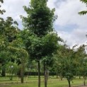 #602 Liquidambar styraciflua Mehrstämmiger Amberbaum