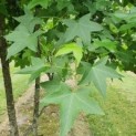 #602 Liquidambar styraciflua Mehrstämmiger Amberbaum