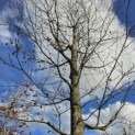 Fagus sylvatica 'Atropunicea' - nov 2025