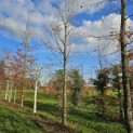 Fagus sylvatica 'Atropunicea' - 1