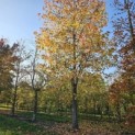 Liquidambar styraciflua - 1