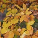 Fagus sylvatica - 1