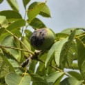Juglans regia - de 1e oogst sept 2026 van deze walnoot