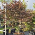 Acer palmatum 'Bloodgood' - 4
