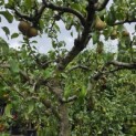 Pyrus c. 'Conference' - 2