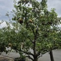 Pyrus c. 'Conference' - 3