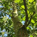 Quercus cerris - Foto 2