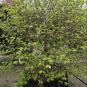 Fagus sylvatica - mei 2026