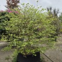 Fagus sylvatica - 2