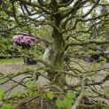 Fagus sylvatica - 1