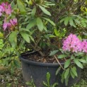 Rhododendron ponticum 'Roseum' - Foto 3