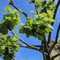 Tilia Tomentosa - 3