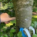 Fagus sylvatica - Foto 1