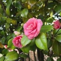 Camellia japonica - 5