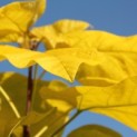 Catalpa bignonioides 'Aurea' - 2
