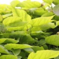 Catalpa bignonioides 'Aurea' - 3
