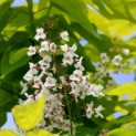 Catalpa bignonioides 'Aurea' - 1