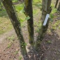 Platanus x Hispanica - 1