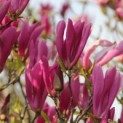 Magnolia 'SUSAN' - Afbeelding bloeiwijze voorjaar