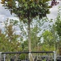 Magnolia grandiflora 'Galissonnière' - 2