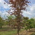 Fagus sylvatica 'Riversii' - Foto 3