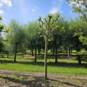 Platanus x hispanica 'Alphen's Globe' - 9