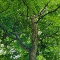 Gymnocladus dioica - Afbeelding 7